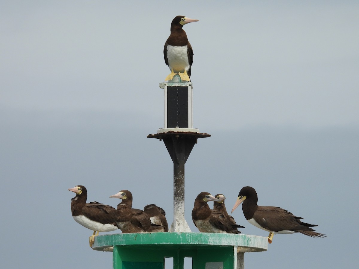 Sula fosca (leucogaster) - ML624194919