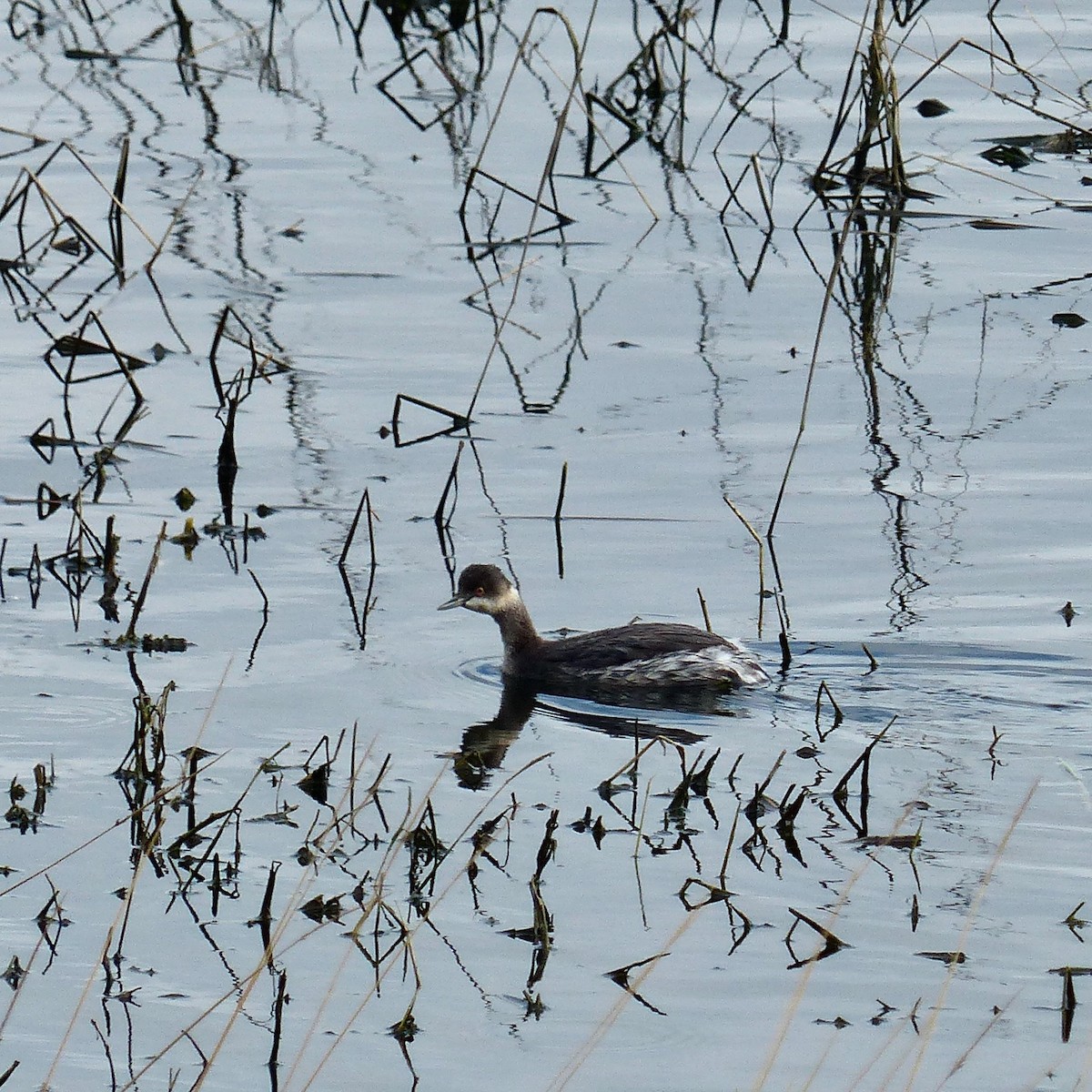 Eared Grebe - ML624194924