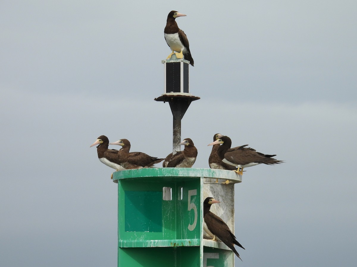 Sula fosca (leucogaster) - ML624194925