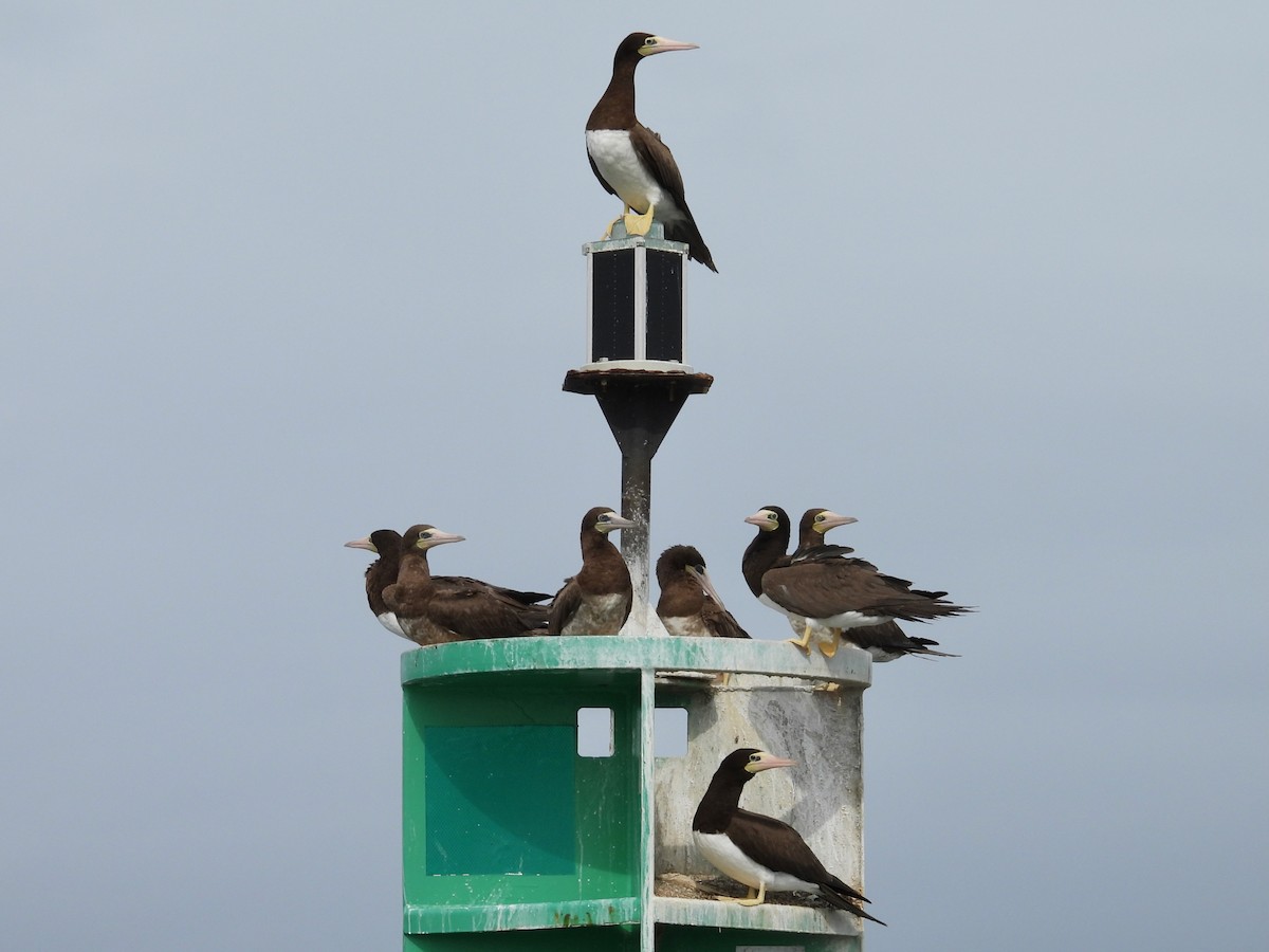 Brown Booby (Atlantic) - ML624194929