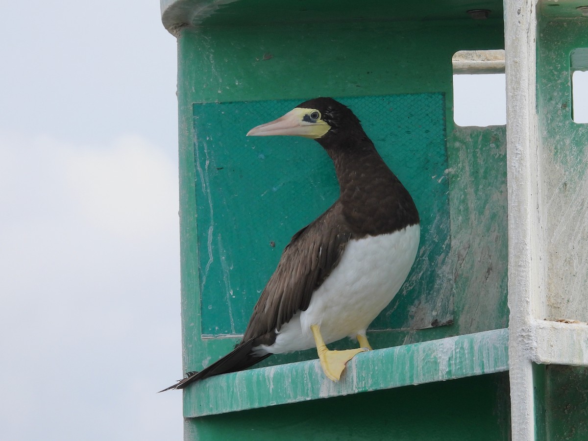 Piquero Pardo (leucogaster) - ML624194933