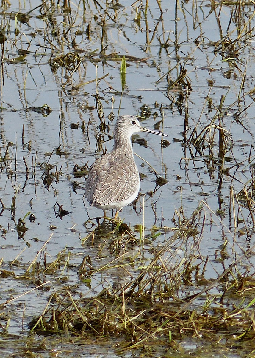 Greater Yellowlegs - ML624194935