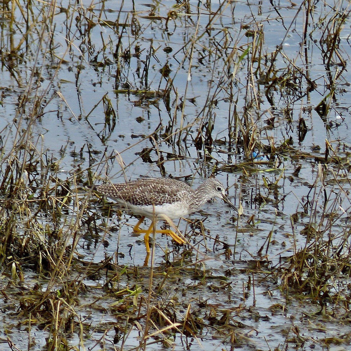 Greater Yellowlegs - ML624194936