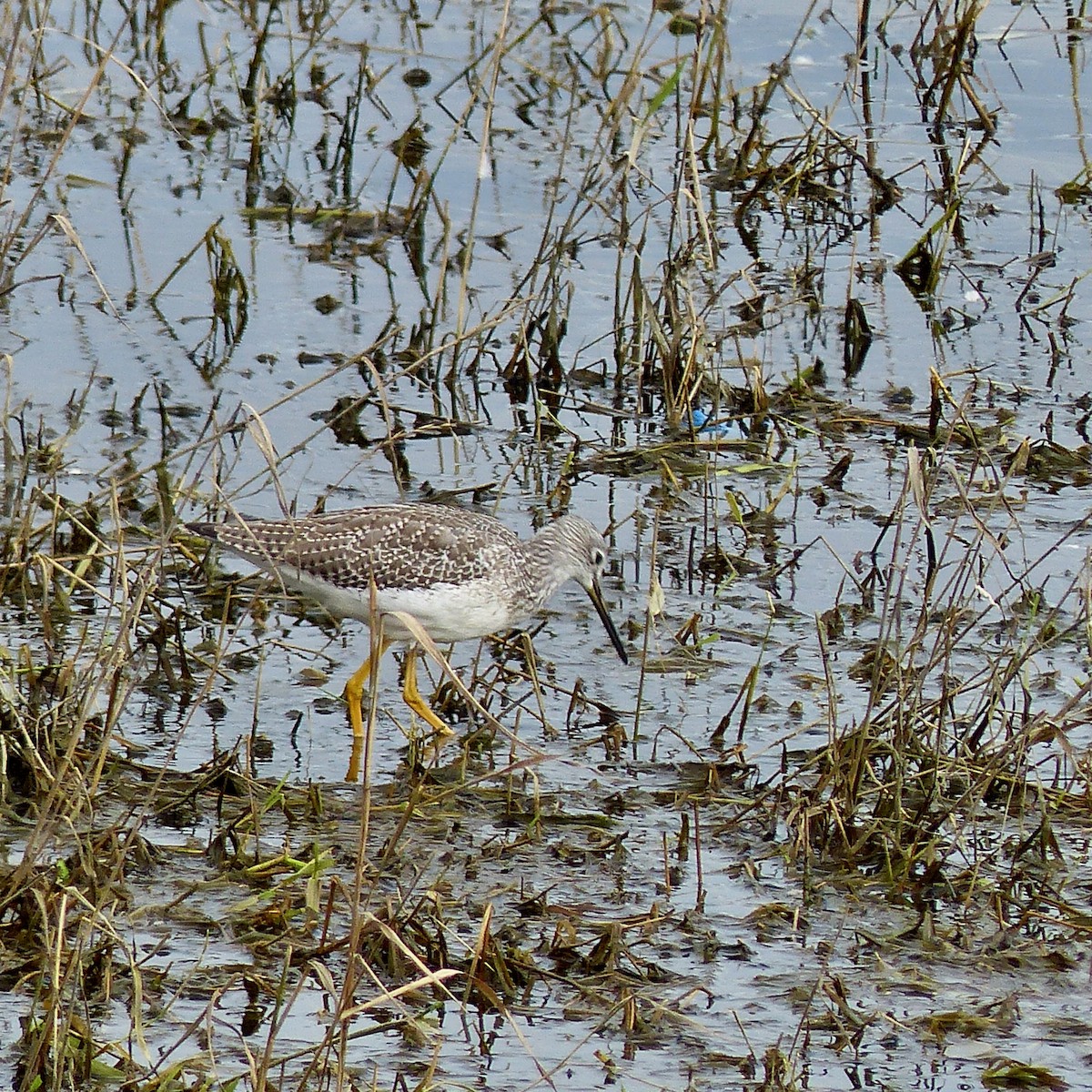 Greater Yellowlegs - ML624194937