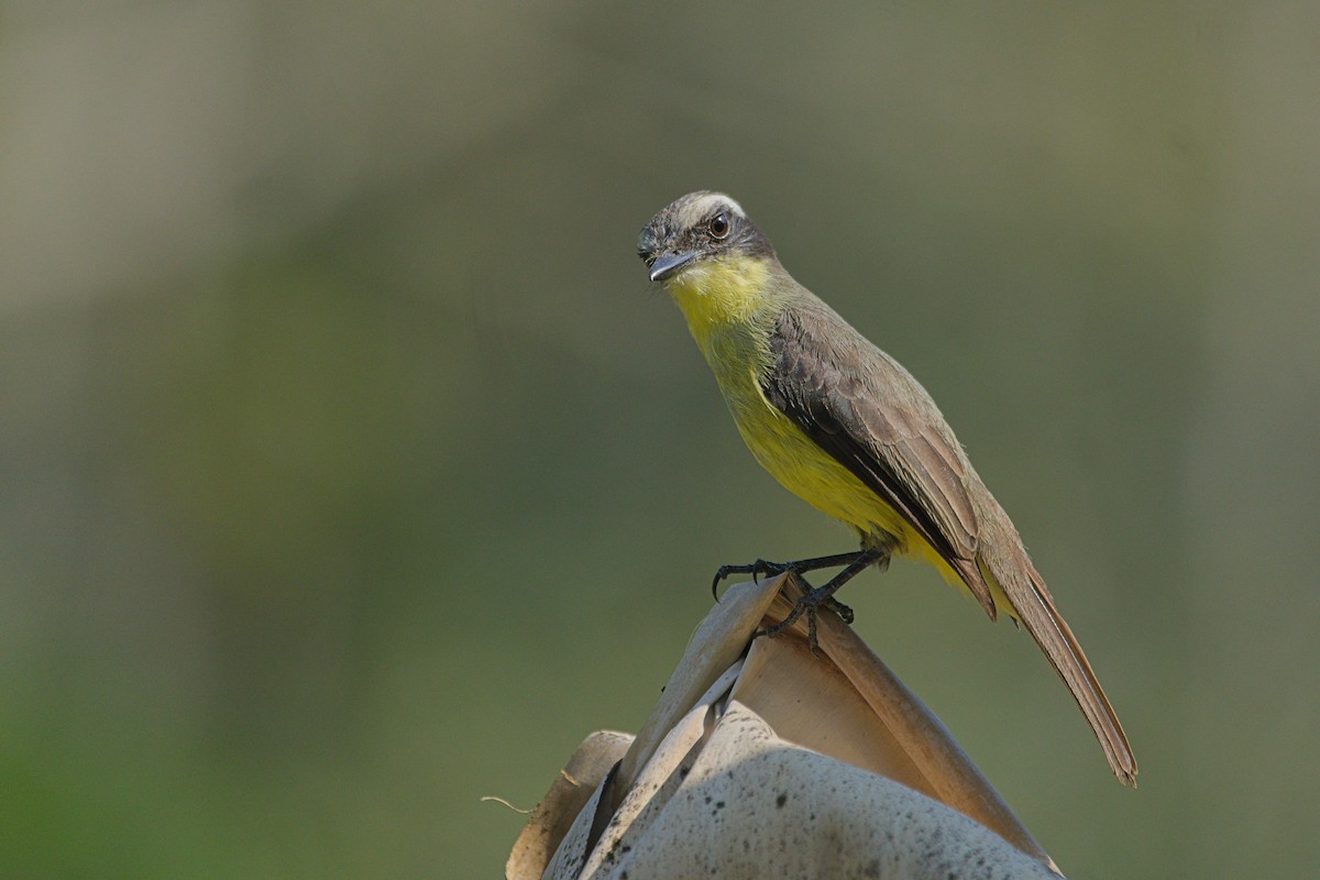 Three-striped Flycatcher - ML624194941