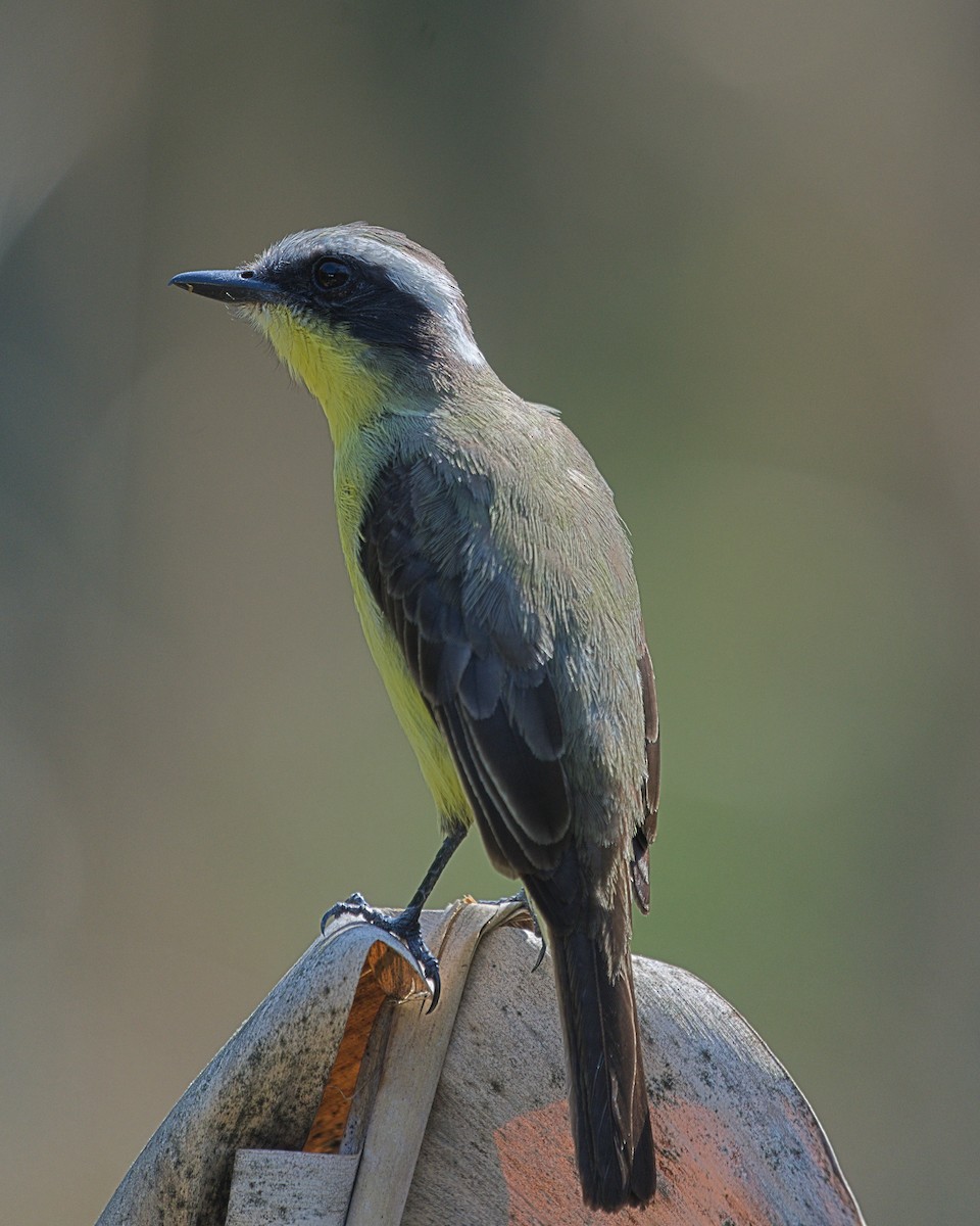 Three-striped Flycatcher - ML624194942