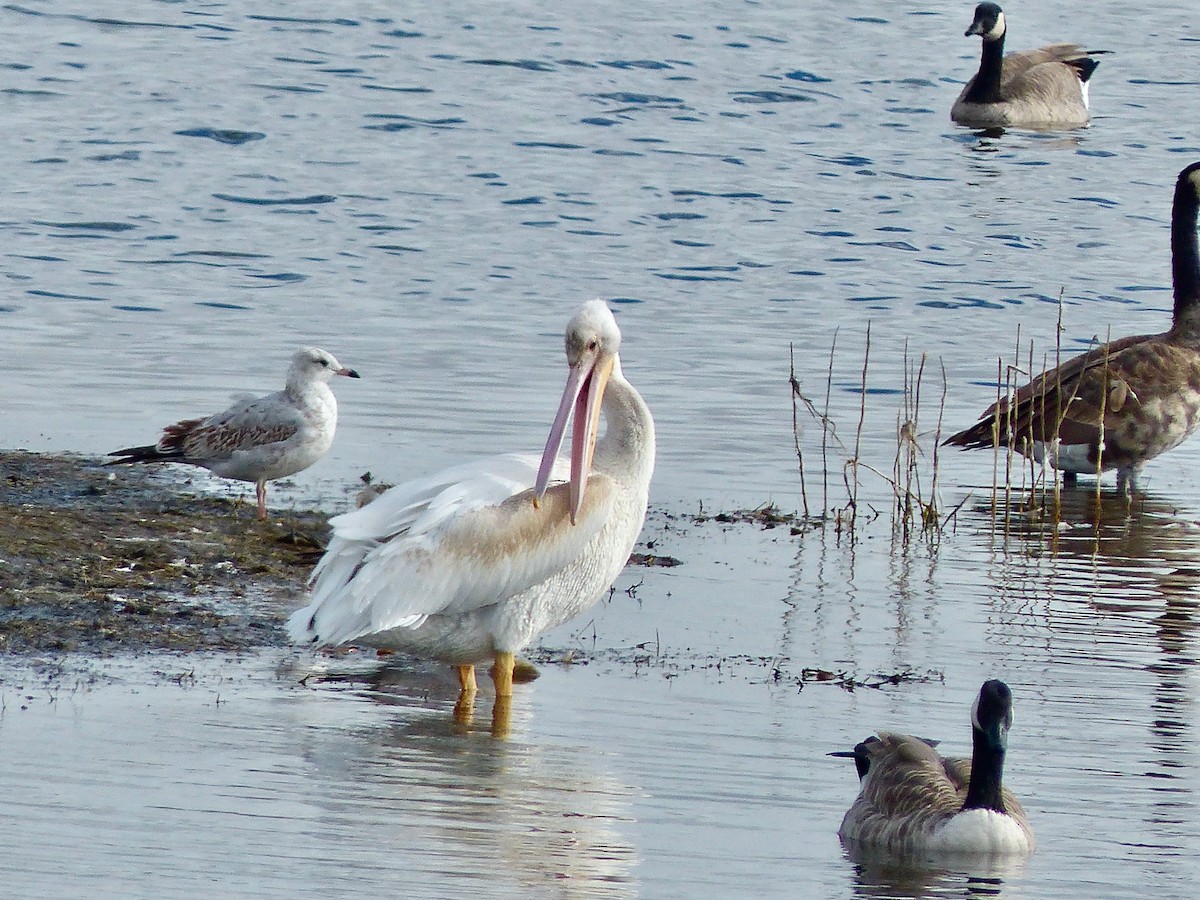 American White Pelican - ML624194945