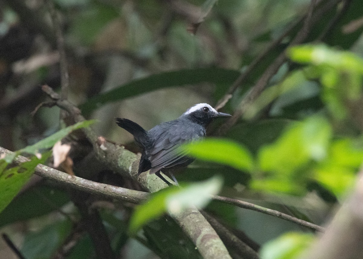 White-browed Antbird - ML624194953