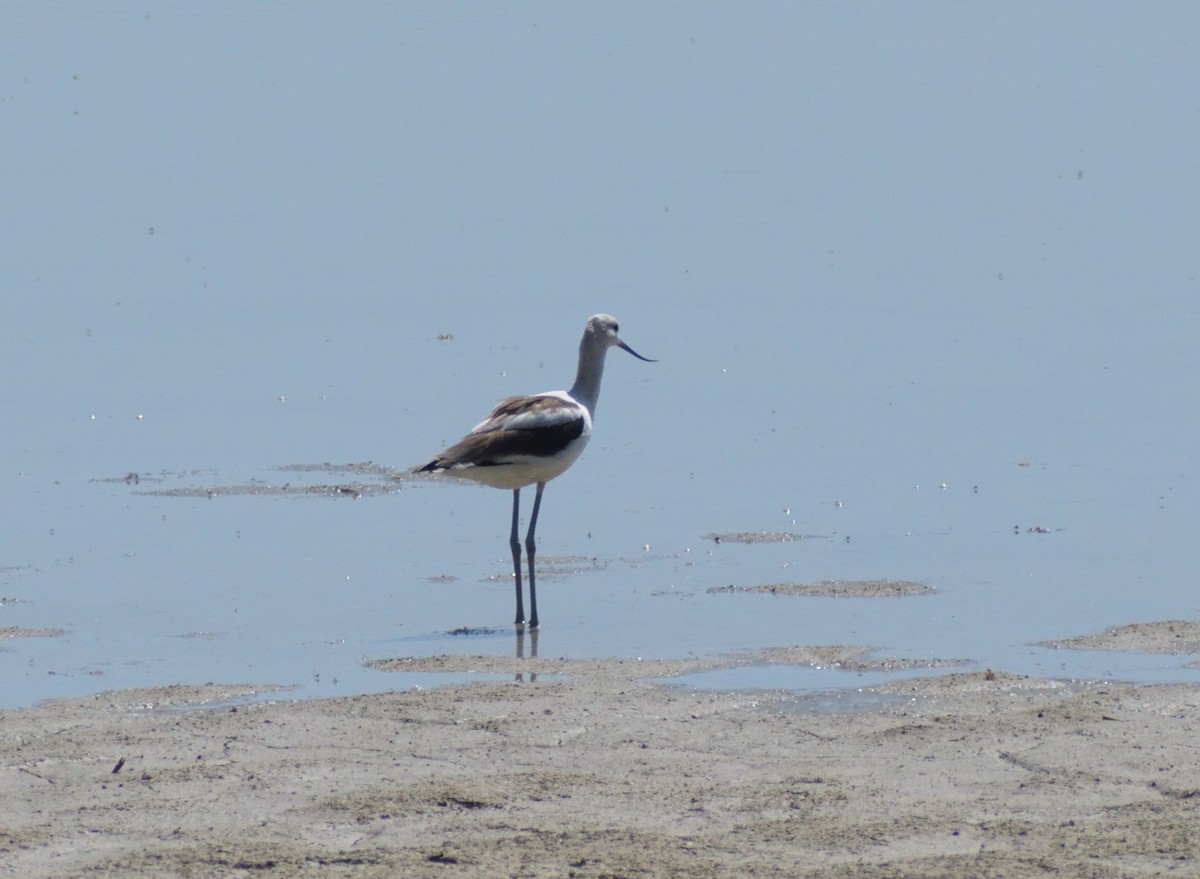 American Avocet - ML624194958