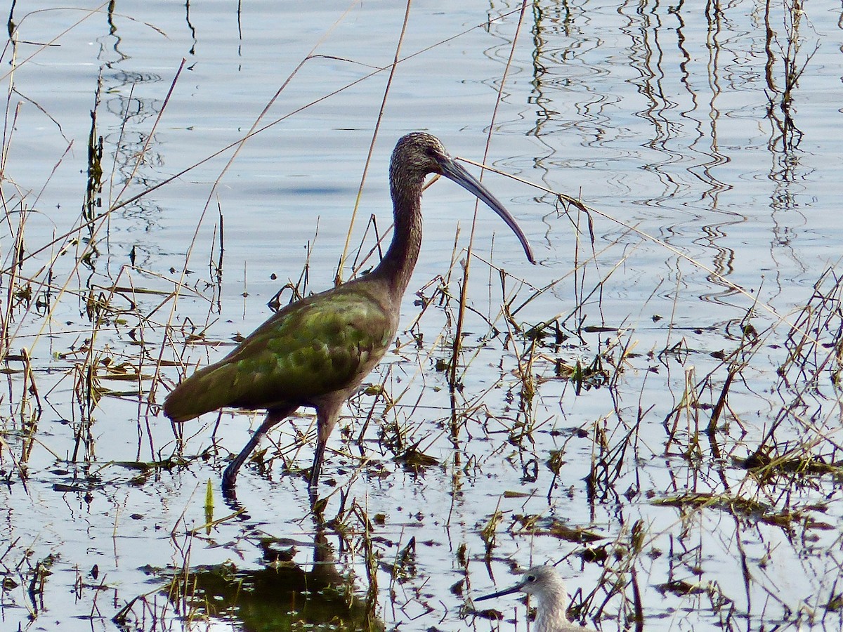 White-faced Ibis - ML624194959