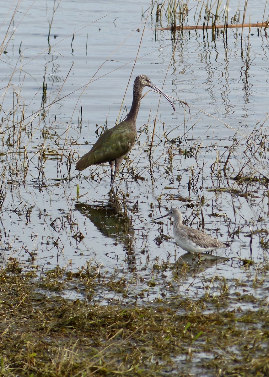 White-faced Ibis - ML624194960