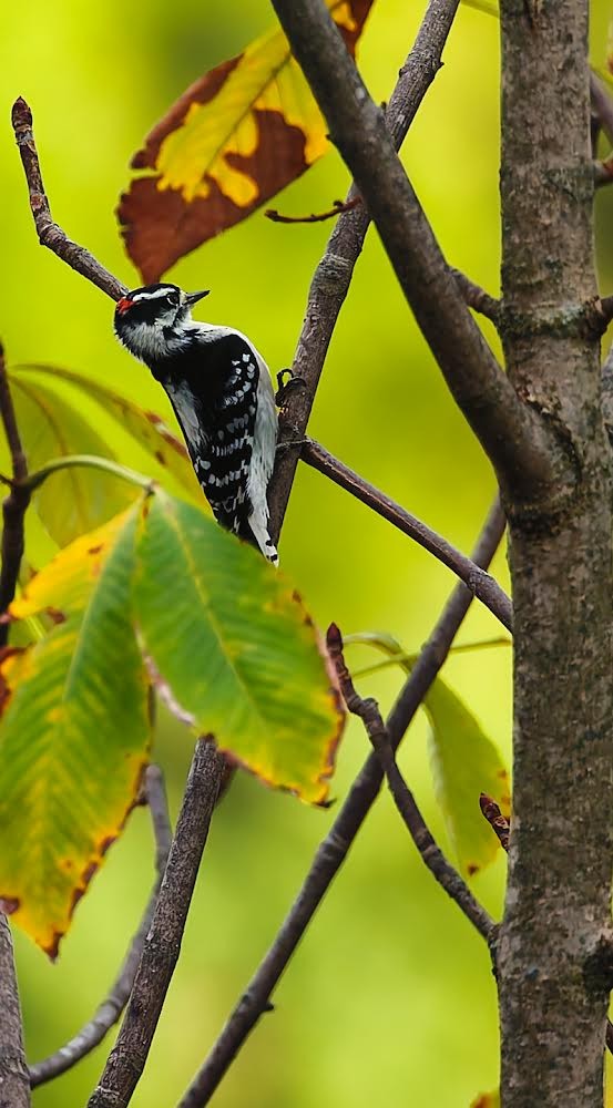 Downy Woodpecker - ML624194966