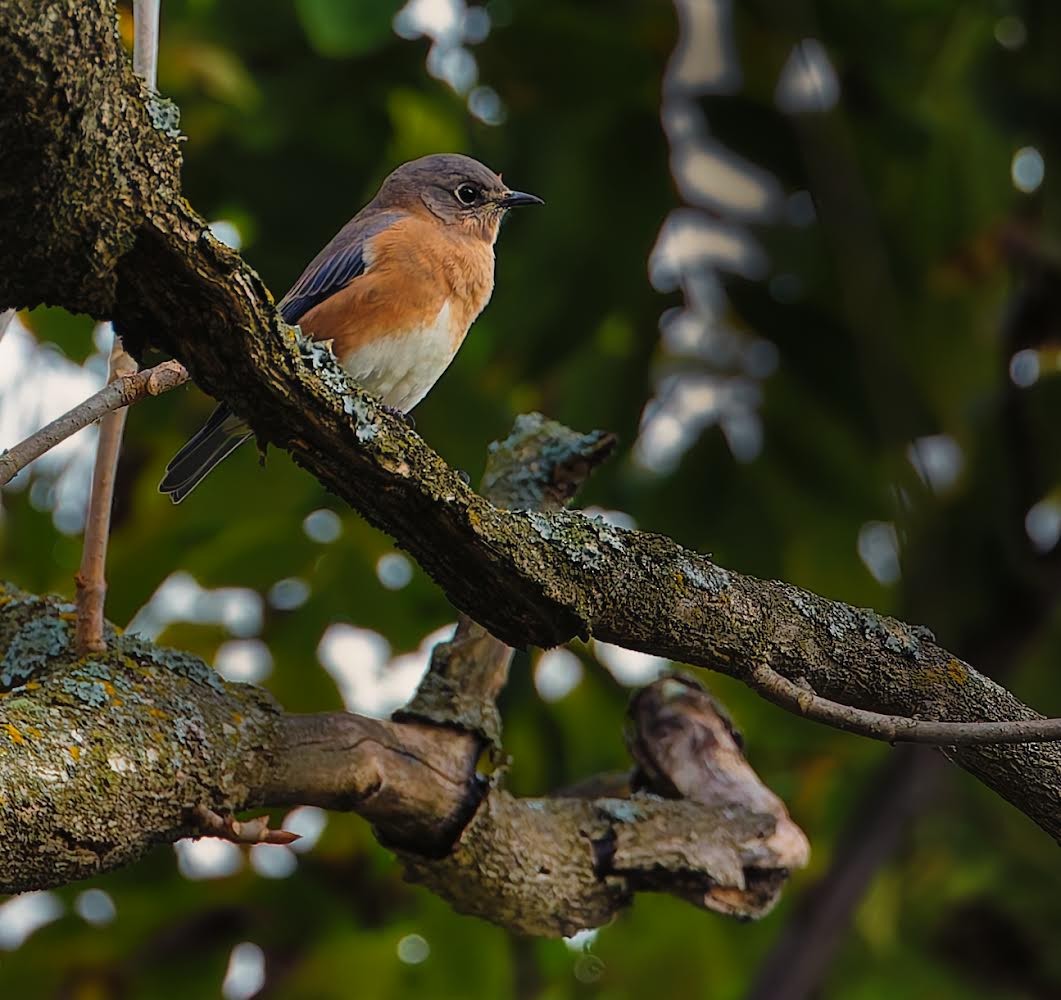 Eastern Bluebird - ML624194981