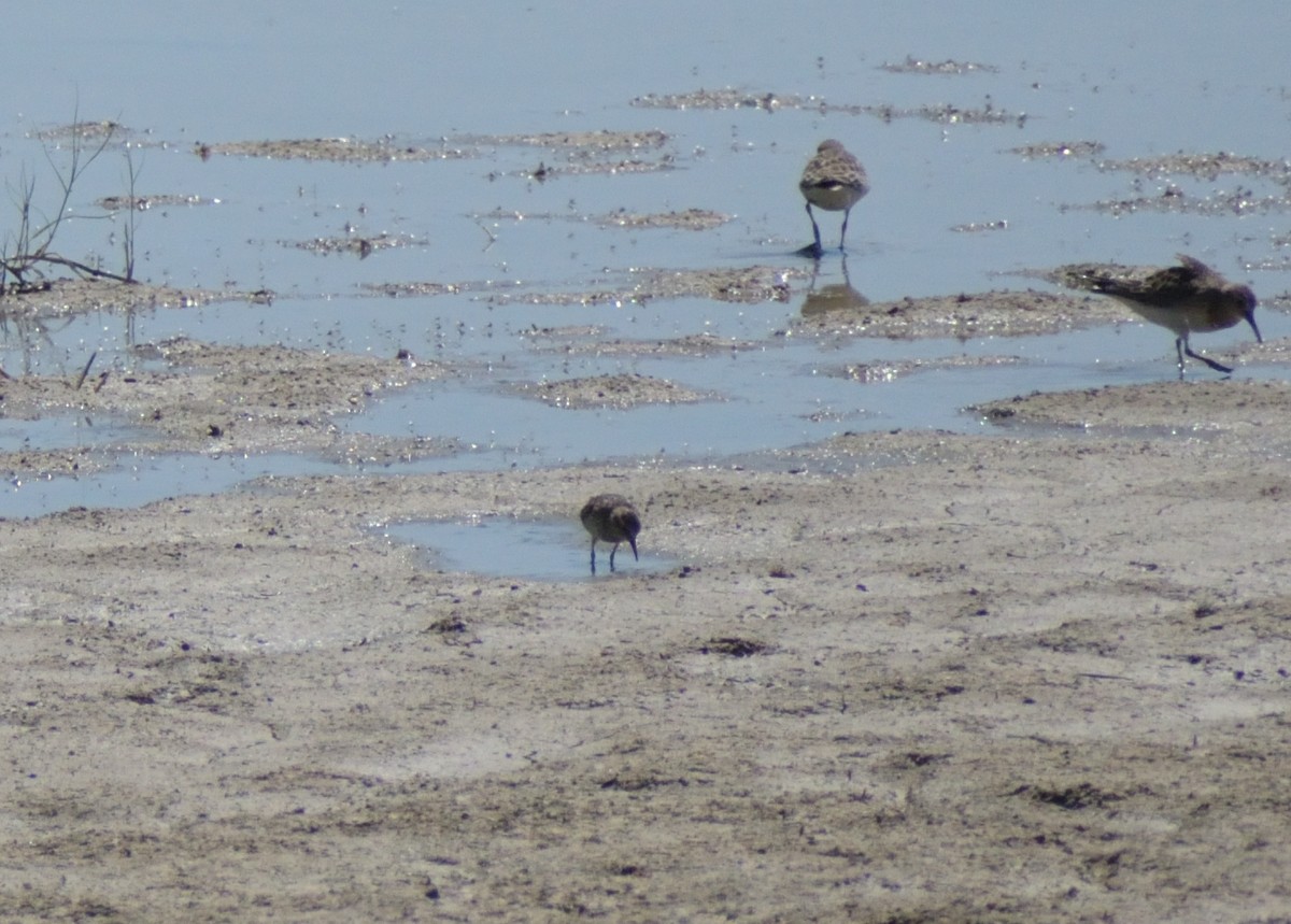 Wiesenstrandläufer - ML624194983