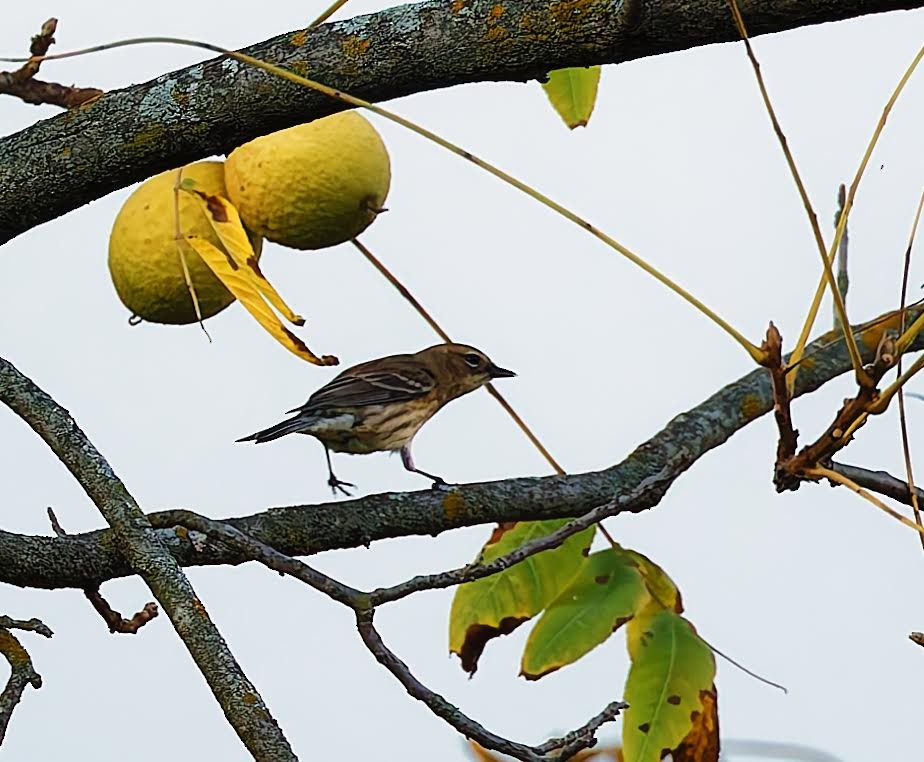 Yellow-rumped Warbler - ML624194988