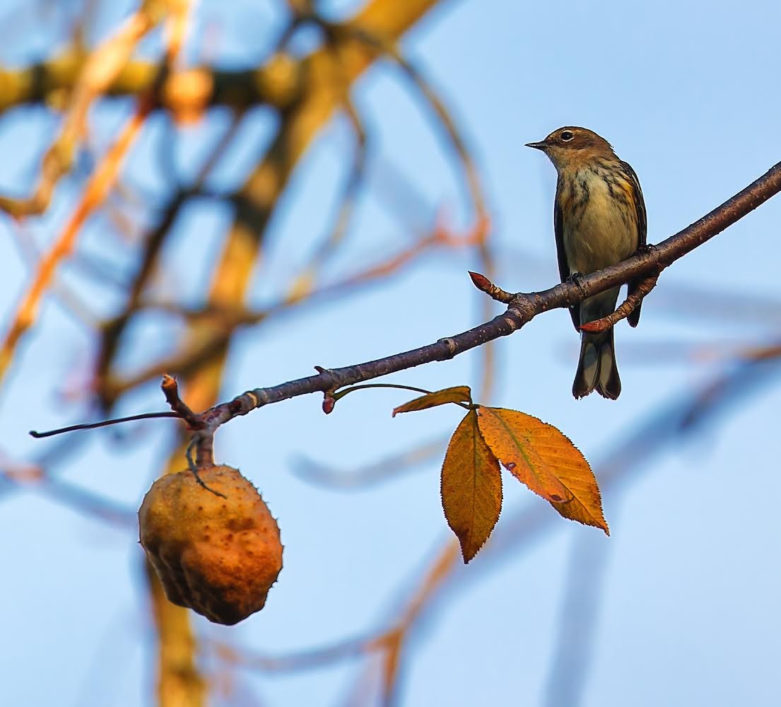 Yellow-rumped Warbler - ML624194989