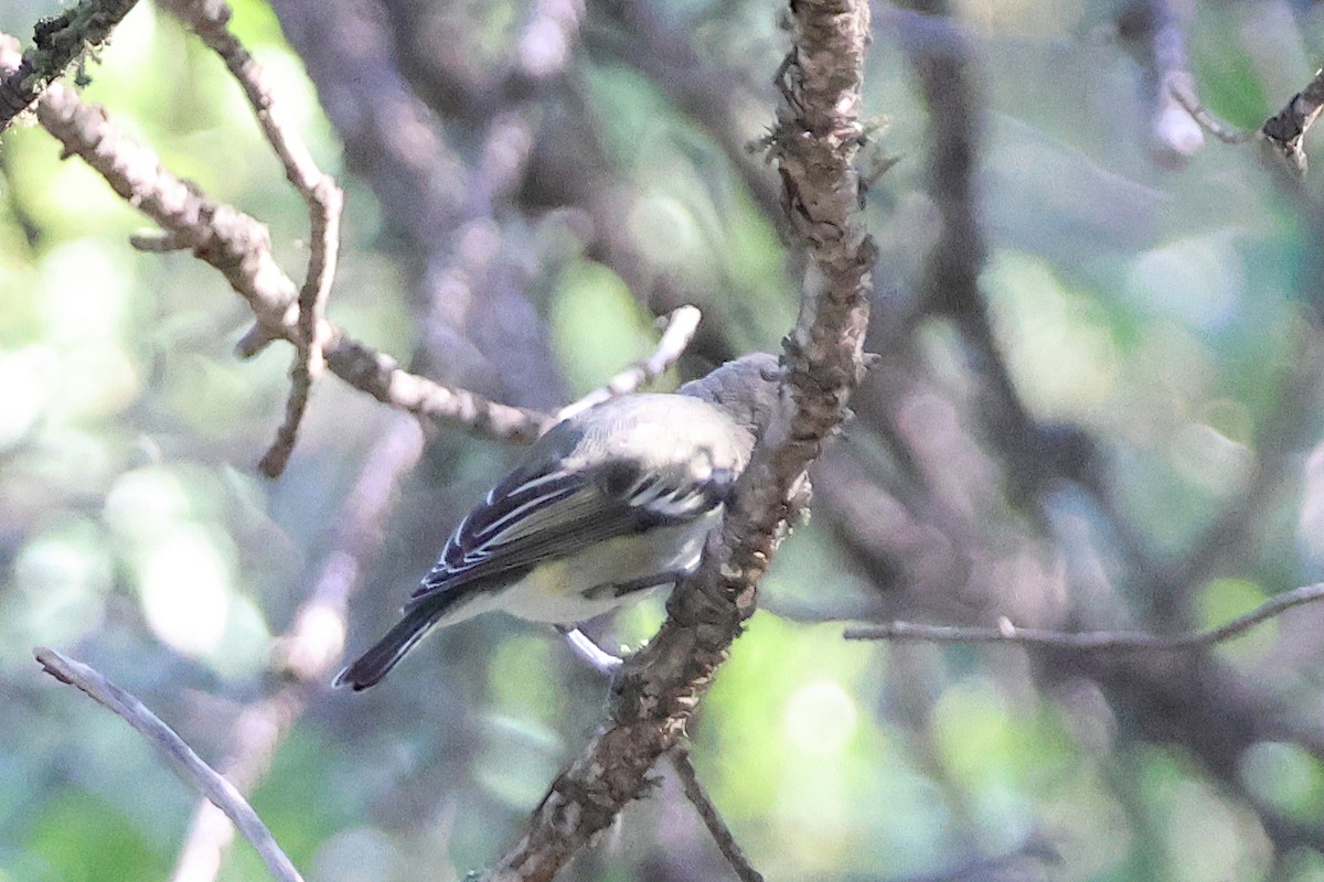 Plumbeous Vireo - ML624194994