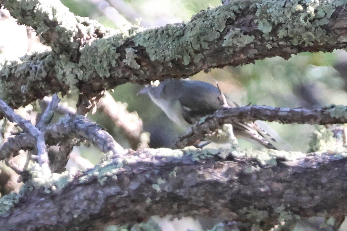 Plumbeous Vireo - ML624194995