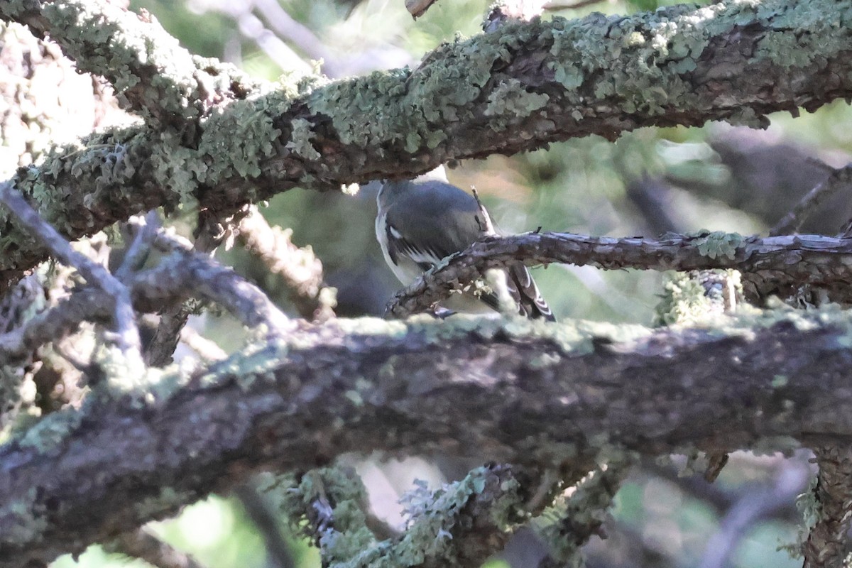 Plumbeous Vireo - ML624194996