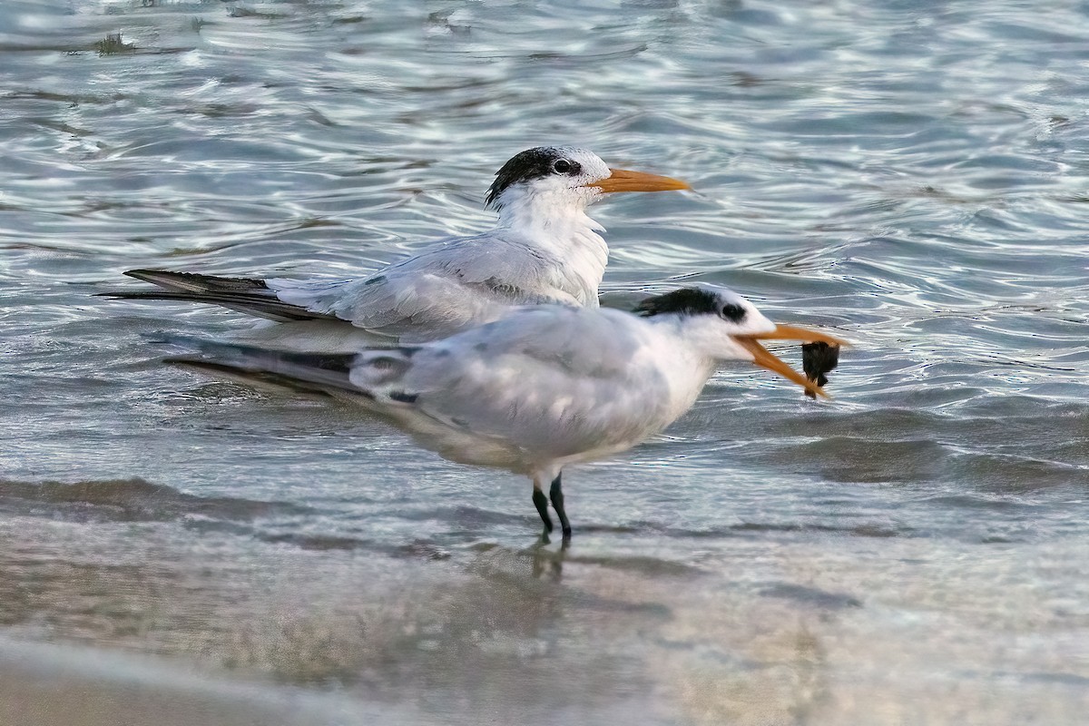 Royal Tern - ML624195030