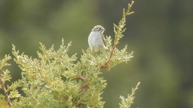 Brewer's Sparrow - ML624195075