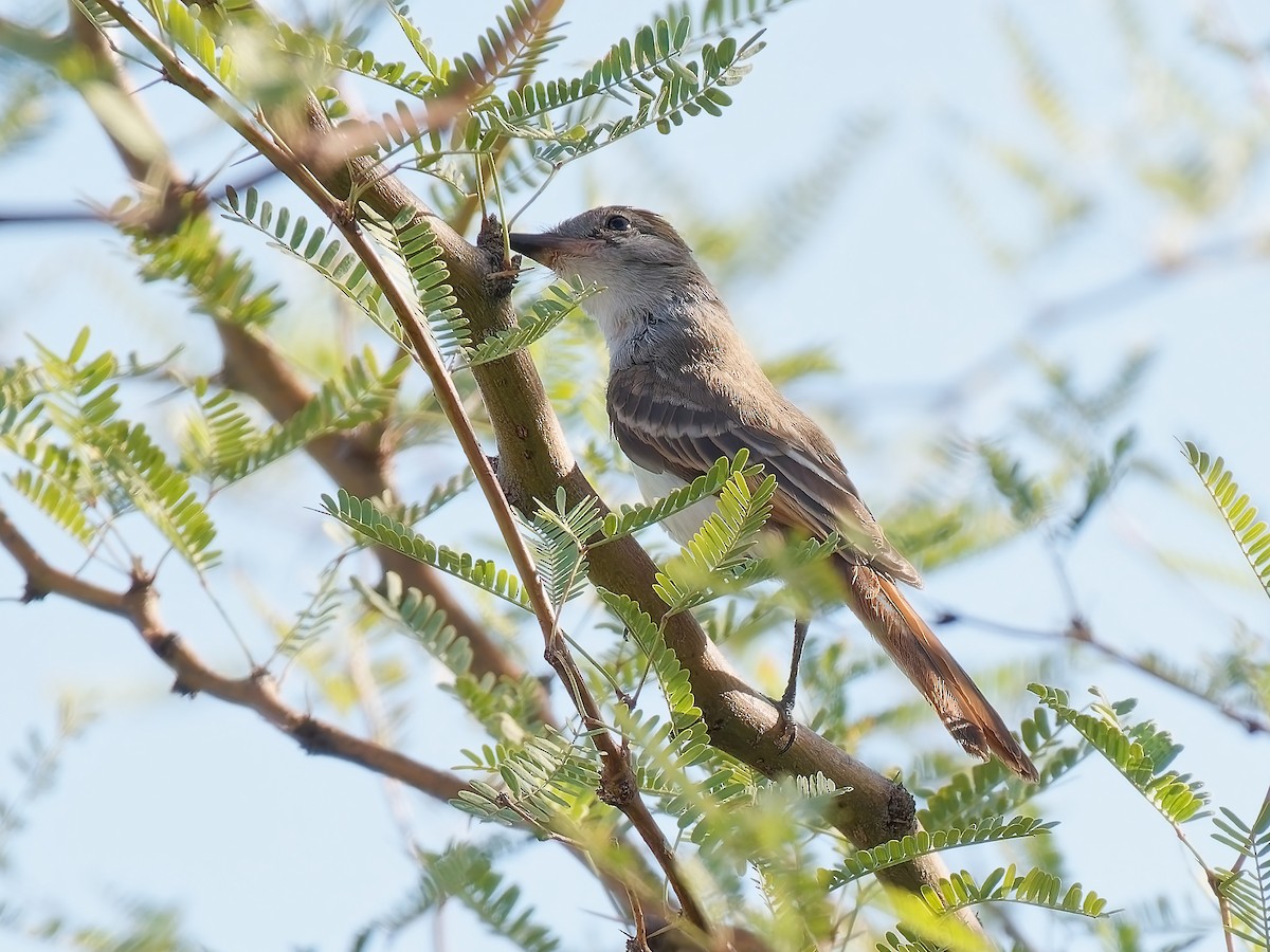 Ash-throated Flycatcher - Pierre Deviche