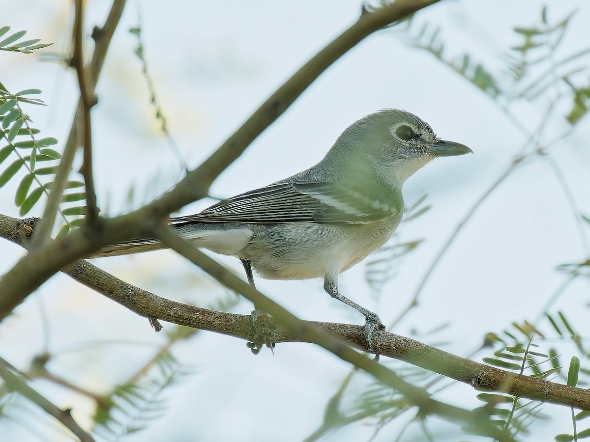 Plumbeous Vireo - ML624195082