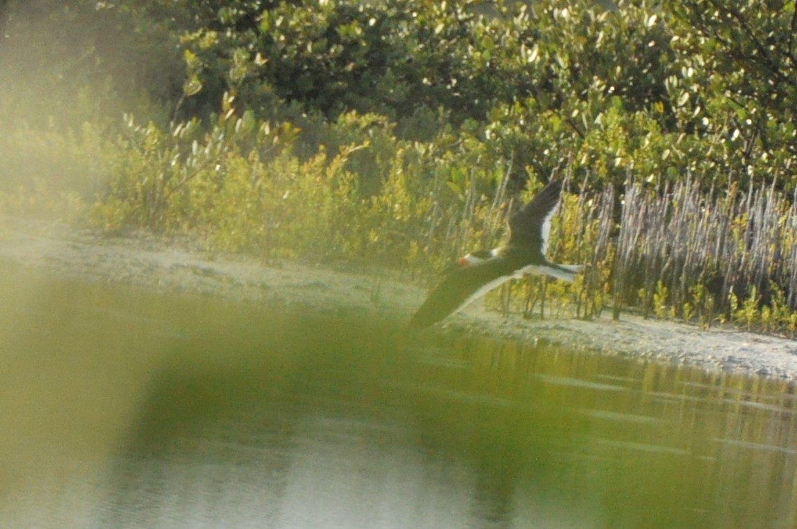 Black Skimmer - ML624195090