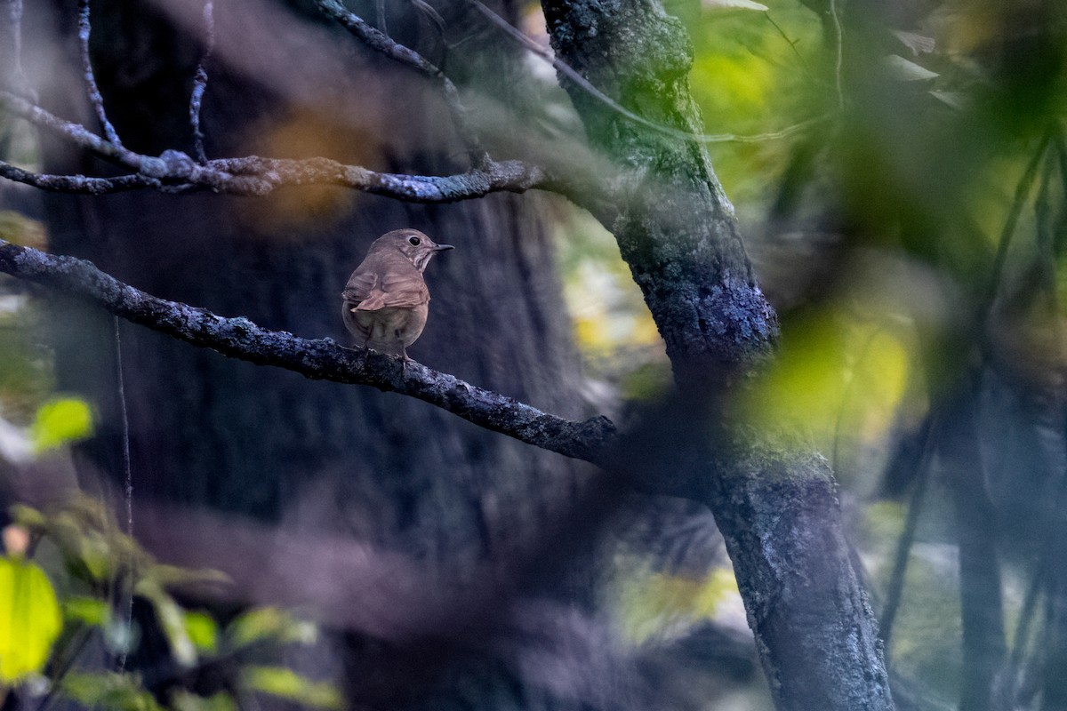 Hermit Thrush - ML624195097