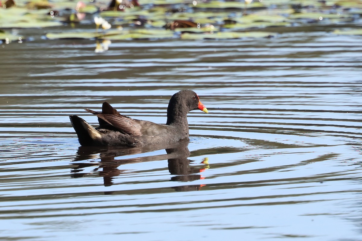 Dusky Moorhen - ML624195116