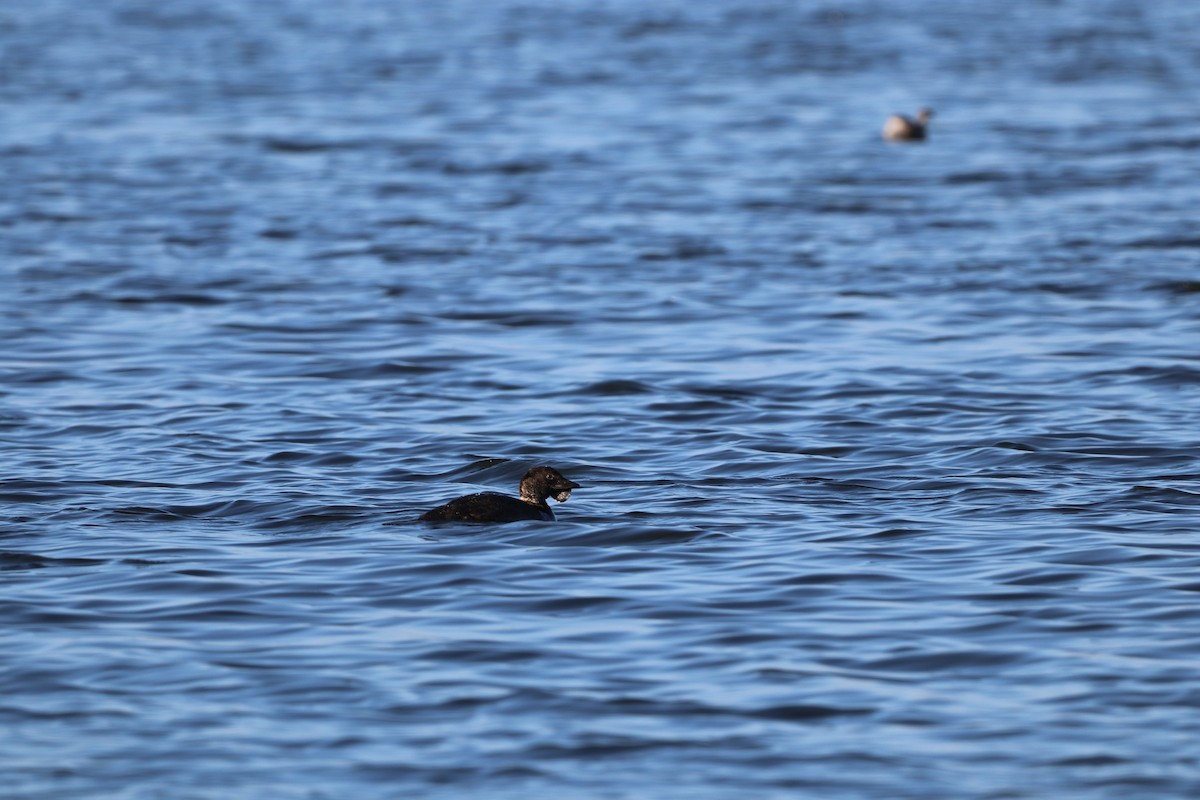 Musk Duck - ML624195117