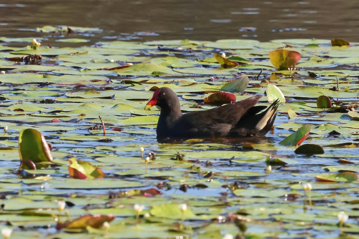 Dusky Moorhen - ML624195118