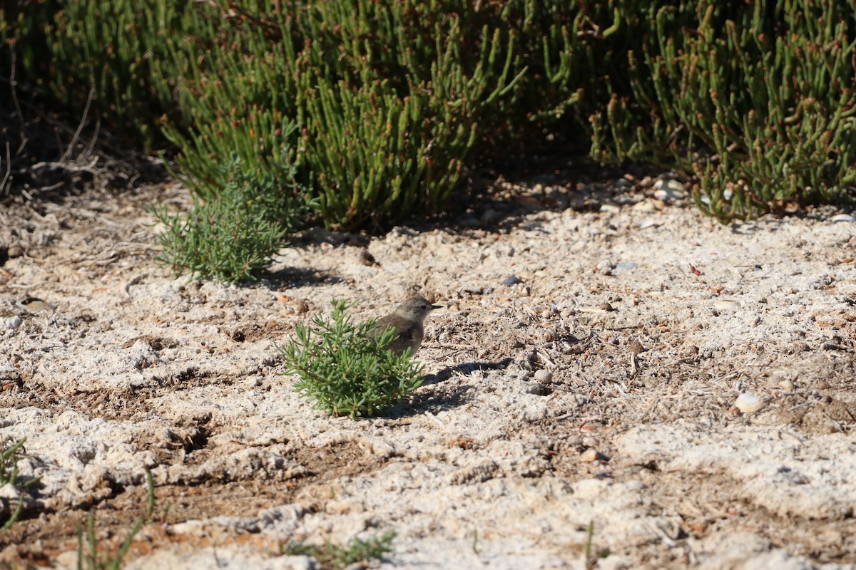 White-fronted Chat - ML624195124