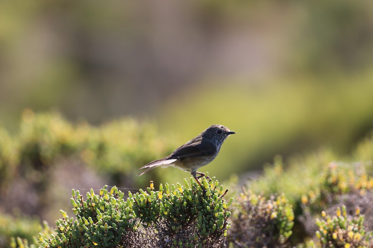 Brown Thornbill - ML624195128