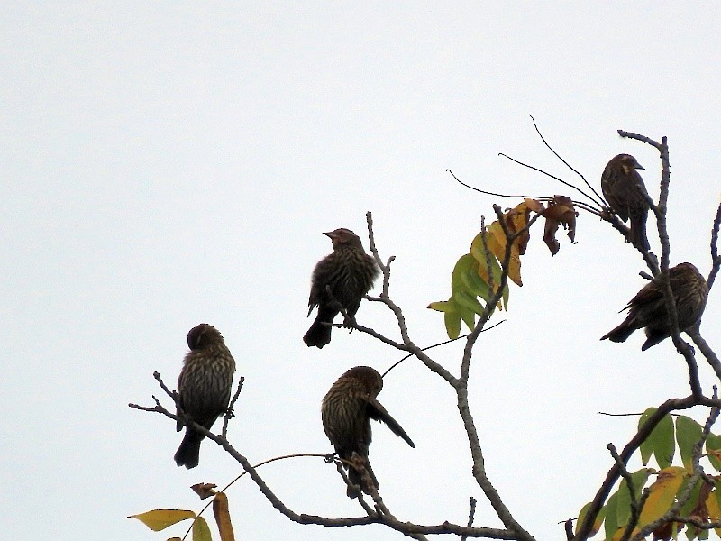 Red-winged Blackbird - ML624195136