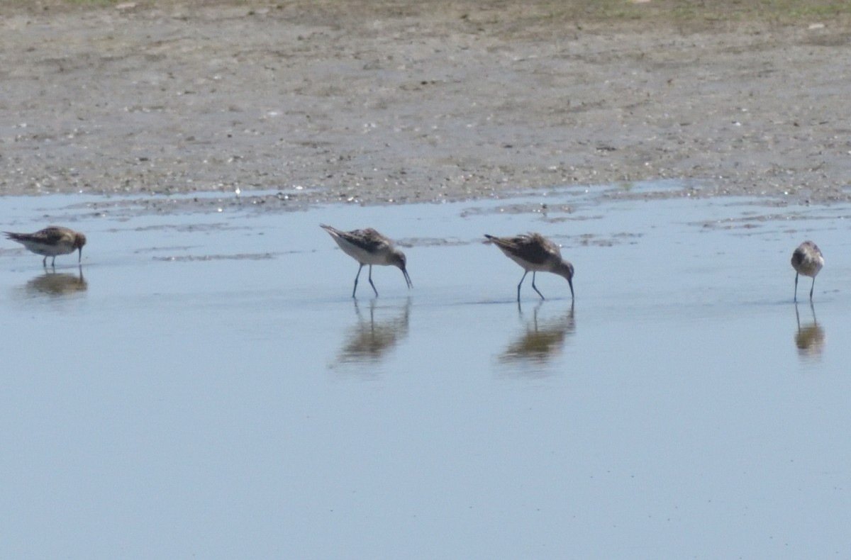 Stilt Sandpiper - Robert Tonge