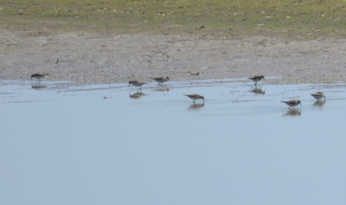 Baird's Sandpiper - Robert Tonge