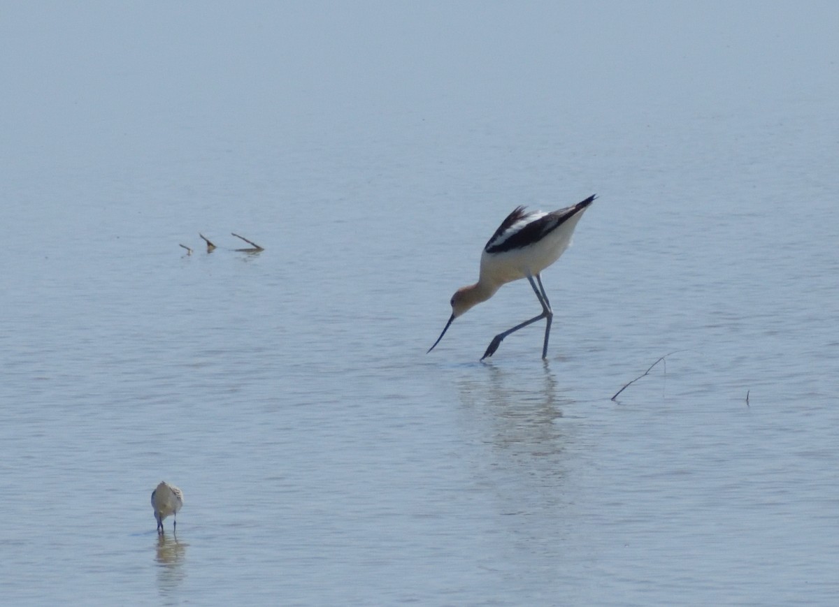 American Avocet - ML624195195