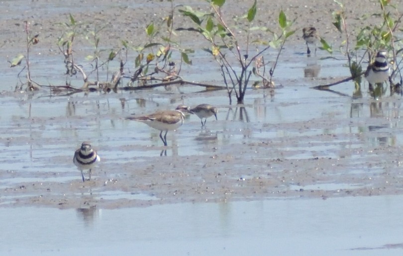 Sandstrandläufer - ML624195211