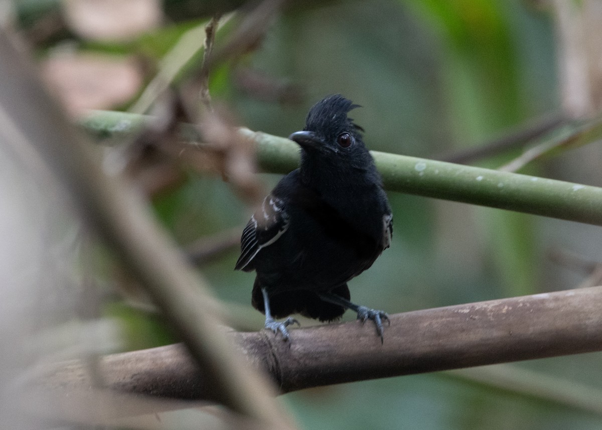 White-lined Antbird - Silvia Faustino Linhares