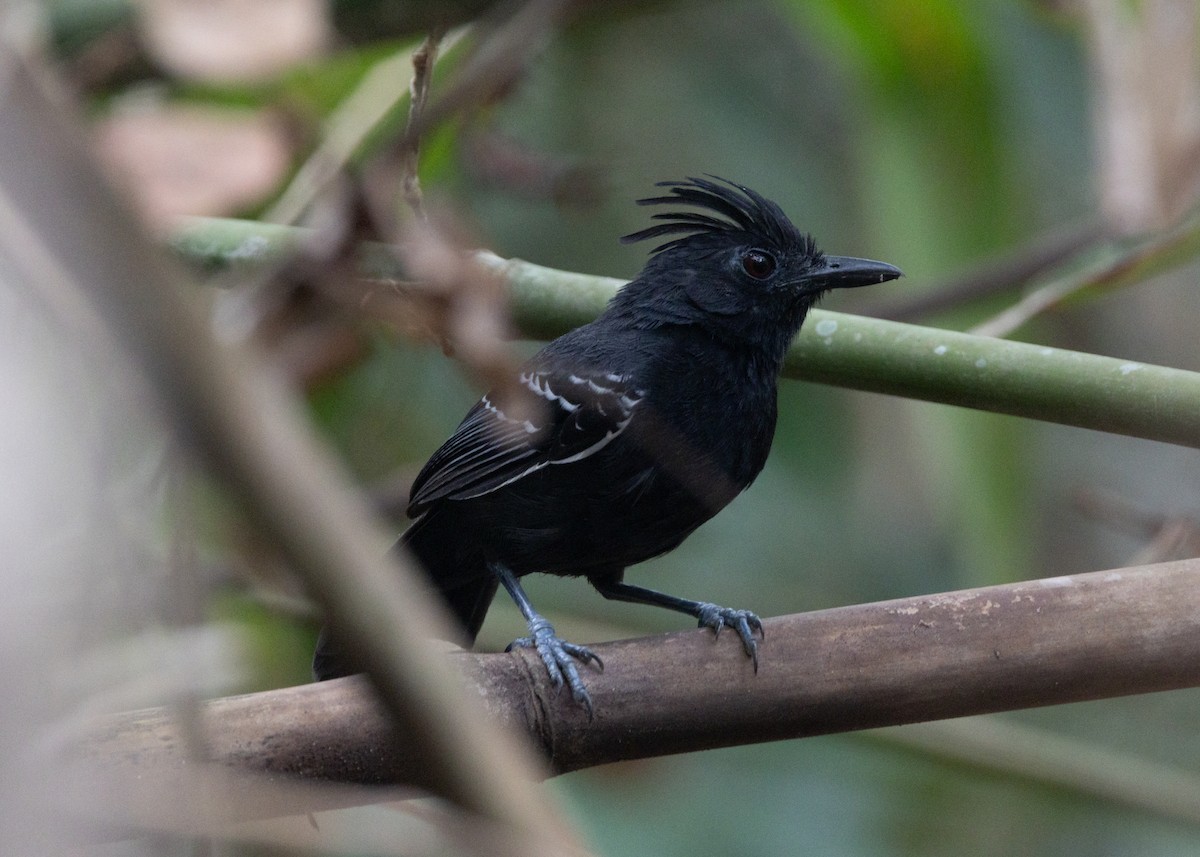 White-lined Antbird - Silvia Faustino Linhares