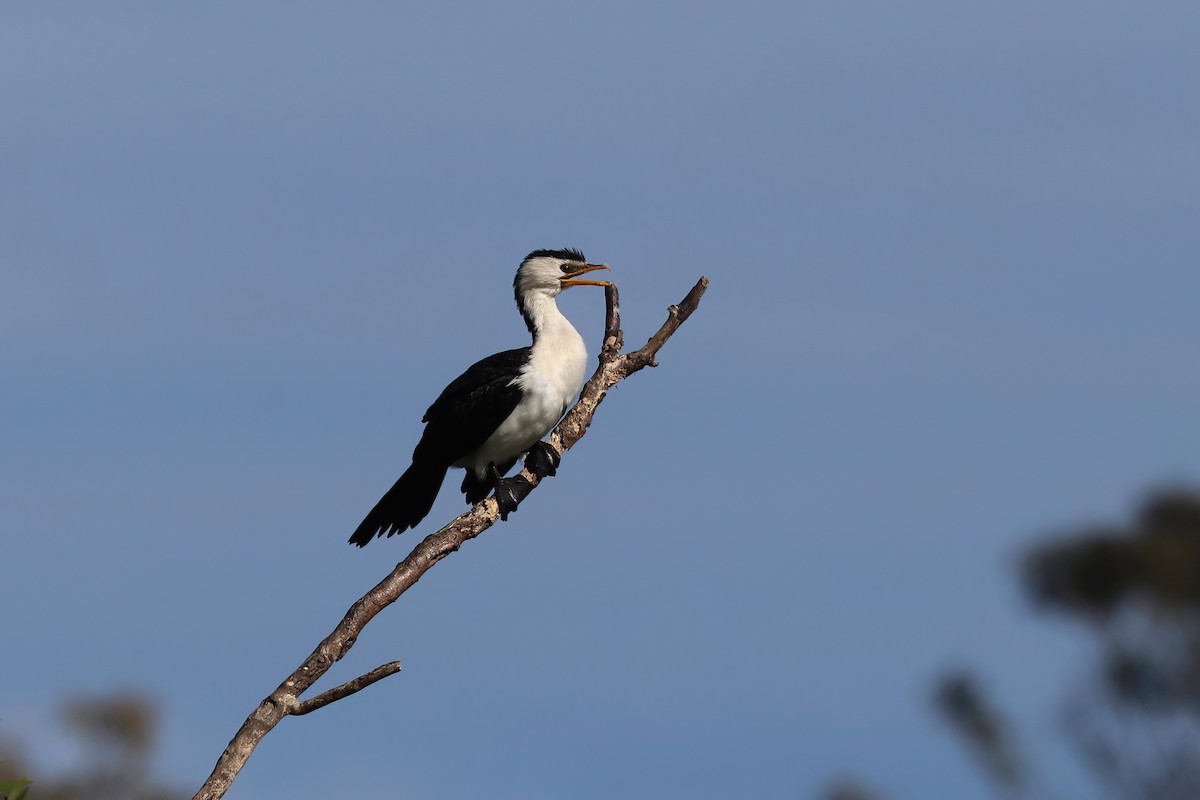 シロハラコビトウ - ML624195249