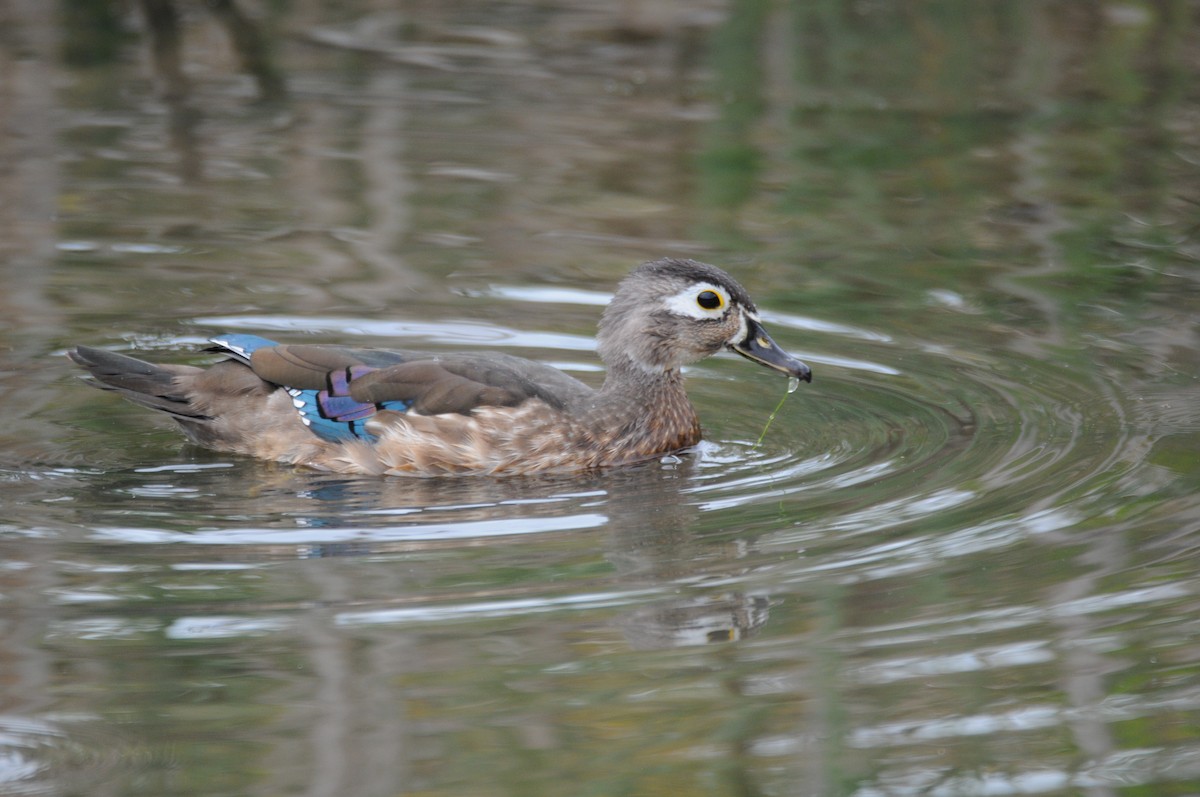 Wood Duck - Ben Wang