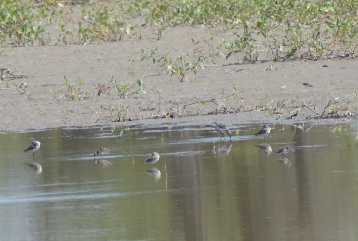 Bindenstrandläufer - ML624195258