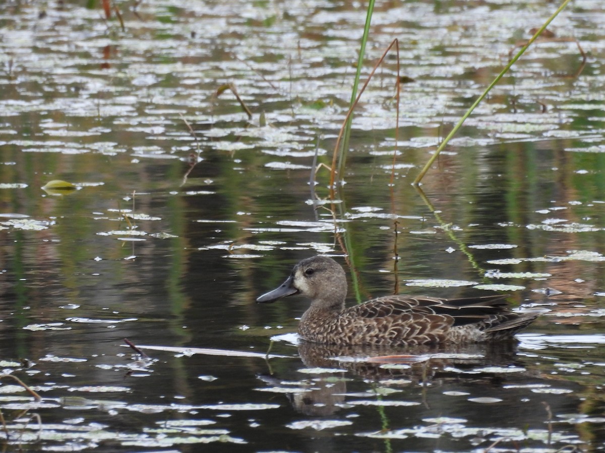 Blue-winged Teal - ML624195277