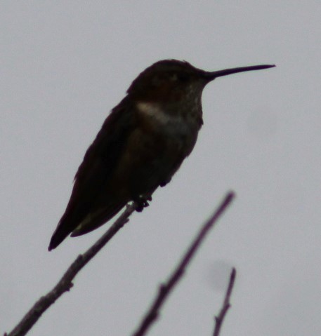 Allen's Hummingbird - ML624195279