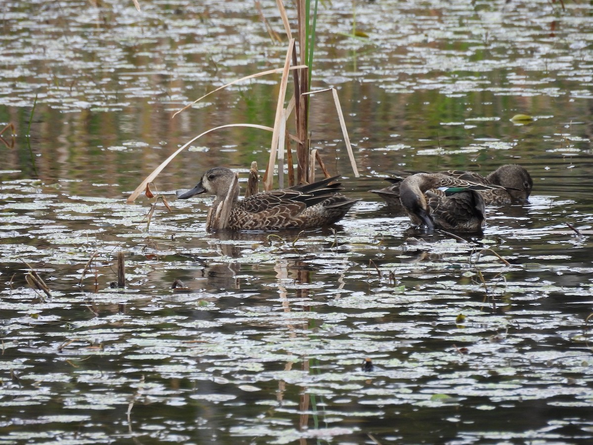 Blue-winged Teal - ML624195282