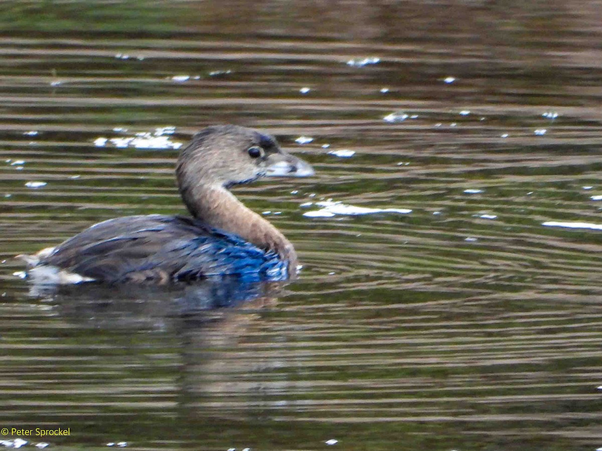 Pied-billed Grebe - ML624195283