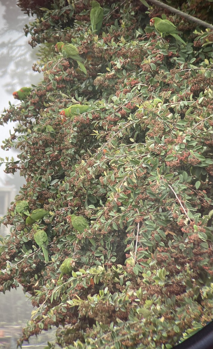 Red-masked Parakeet - ML624195285