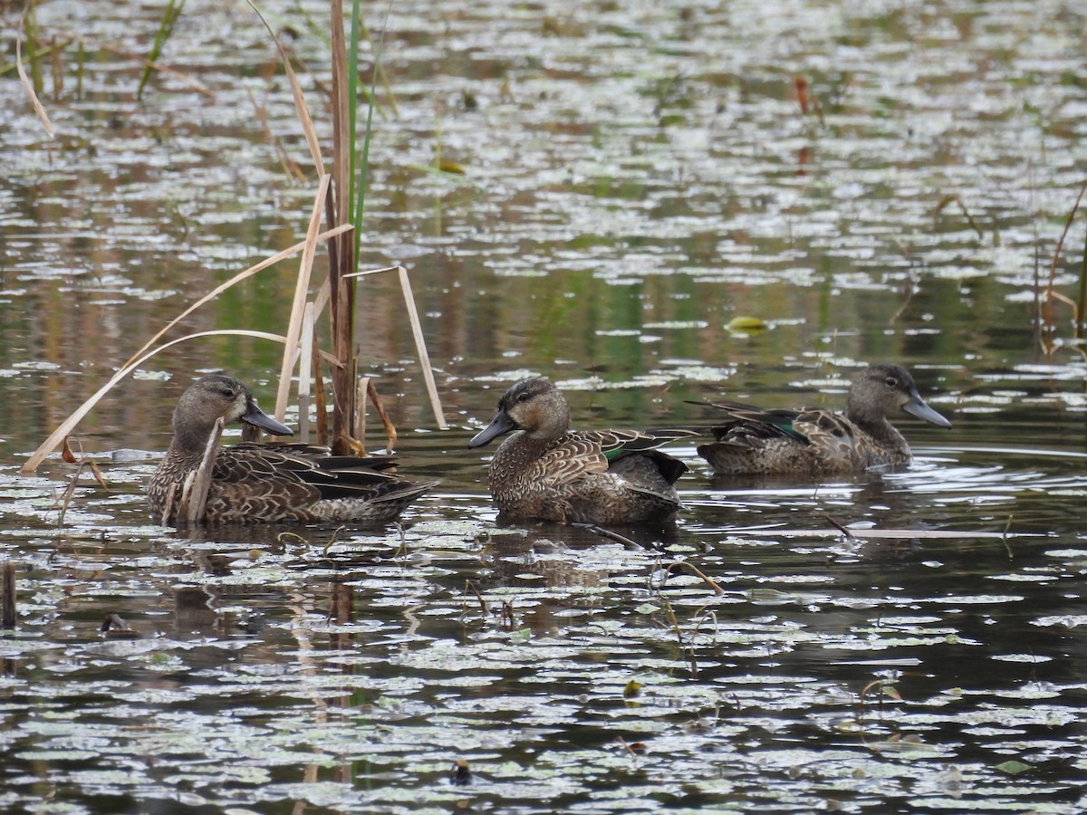 Blue-winged Teal - Peter Fraser